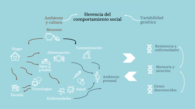 Esquema sobre a herencia del comportamiento social a la variedad genética
