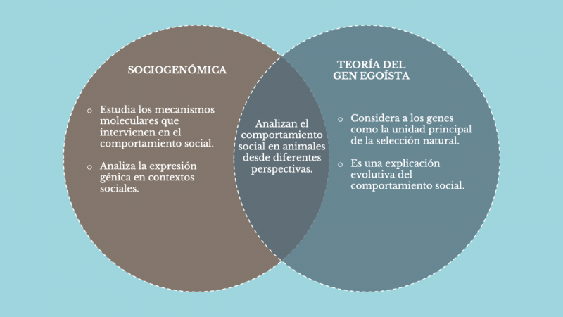 Esquema sociogenomica vs teoria del gen egoísta