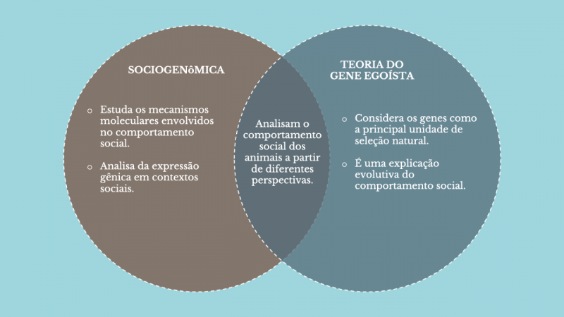 Esquema sociogenomica vs teoria do gene egoísta