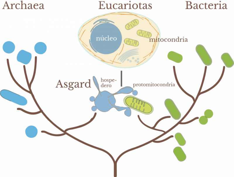 Árbol de la vida eucariota