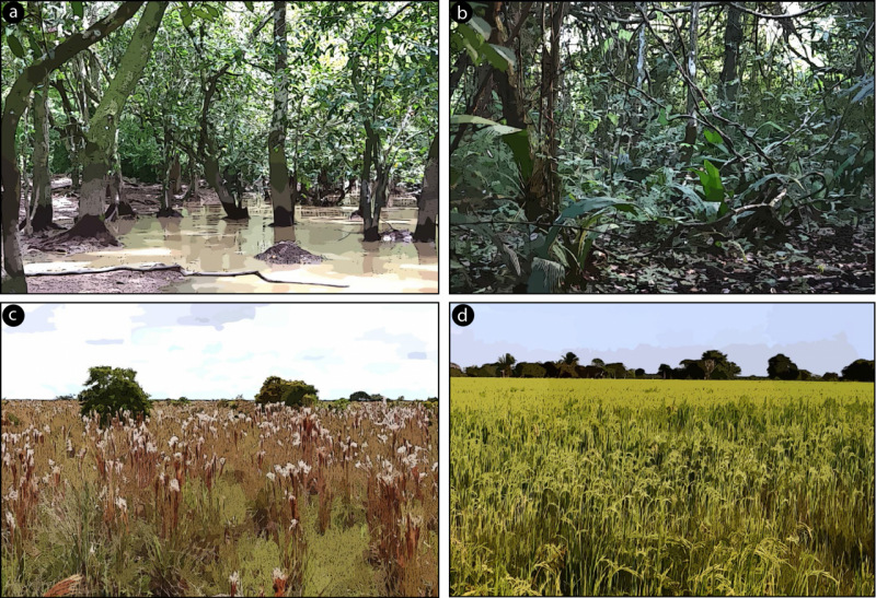 Paisajes de la Orinoquia colombiana