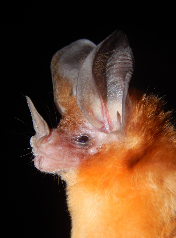 Murciélago orejón diminuto
