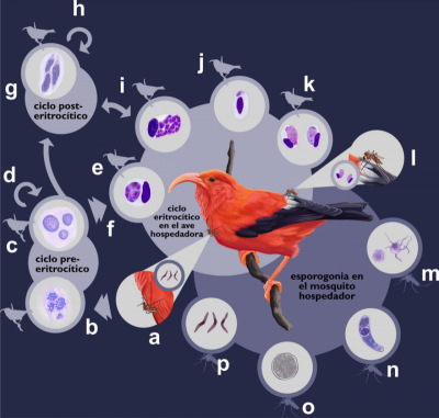 Infografía: Esquema del ciclo de vida de Plasmodium en la malaria aviar