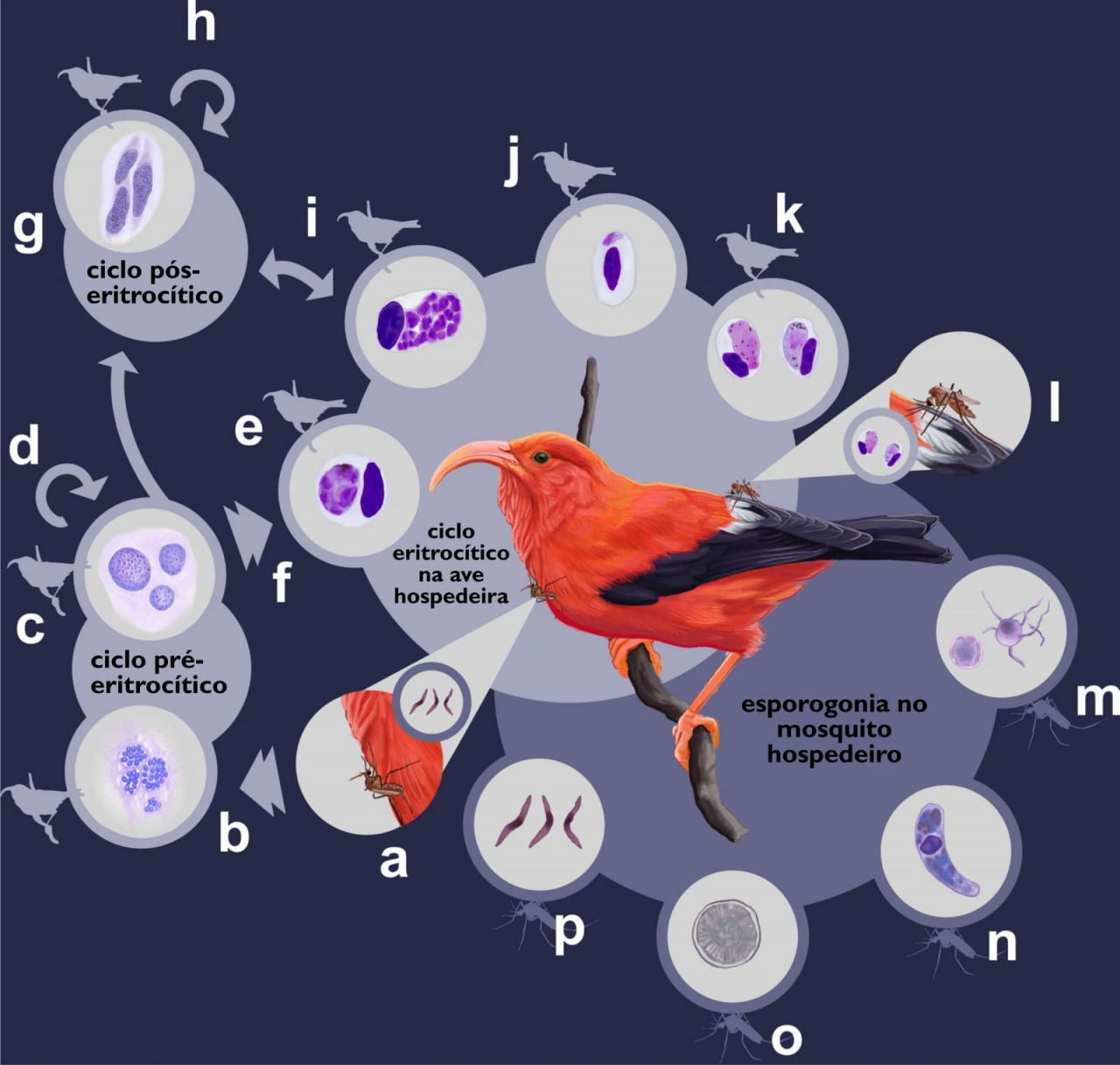 Infográfico: Esquema do ciclo de vida de Plasmodium na malária aviária.