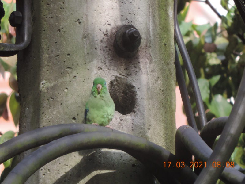 Loro en poste de luz