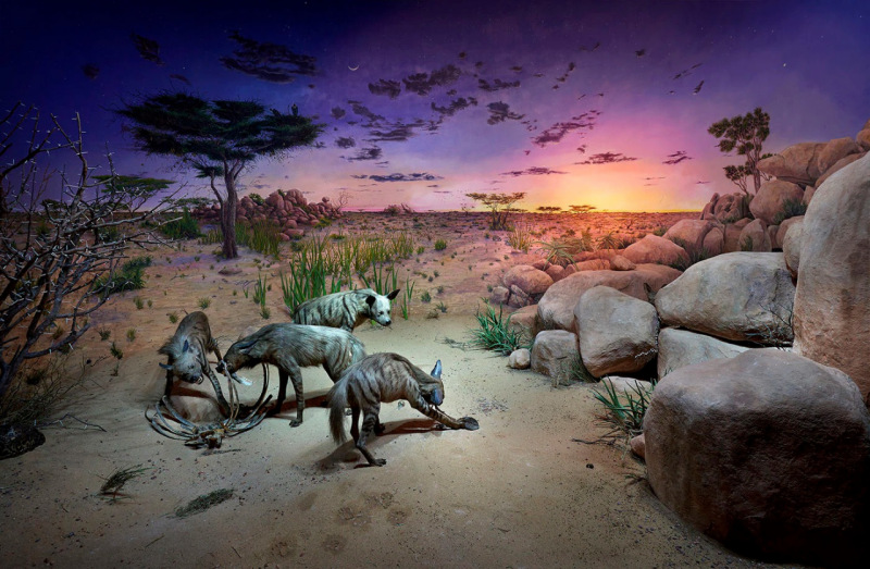 Diorama de hienas-listradas