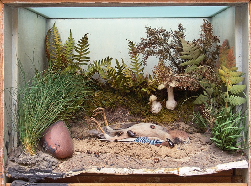Dioramas de insetos
