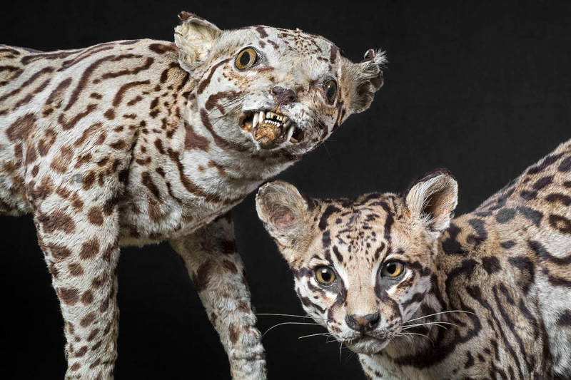 Taxidermia de jaguatiricas