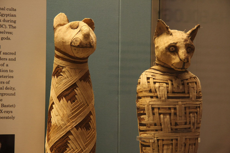 Múmias de gatos