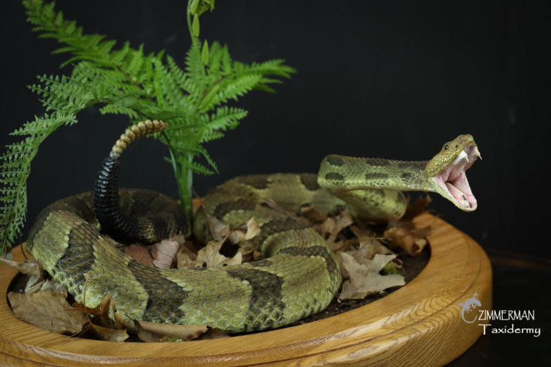 Cobra atacando