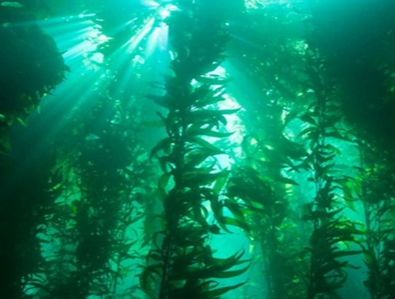 kelp