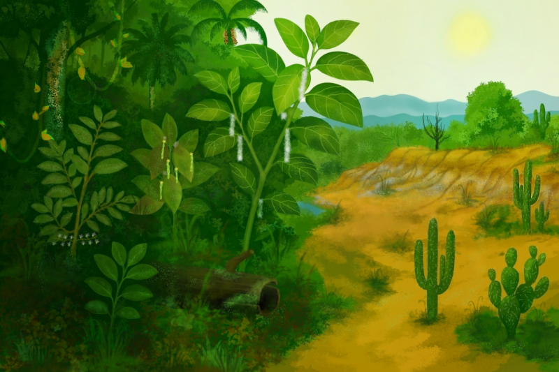 Modelo paisagem do Mioceno 