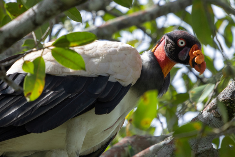 Condor de la selva