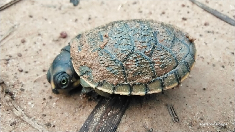 Tortuga