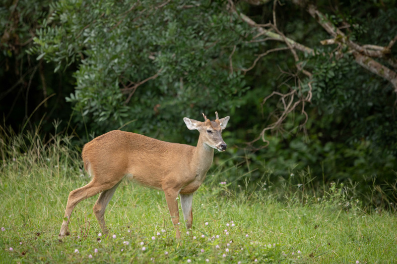 Venado