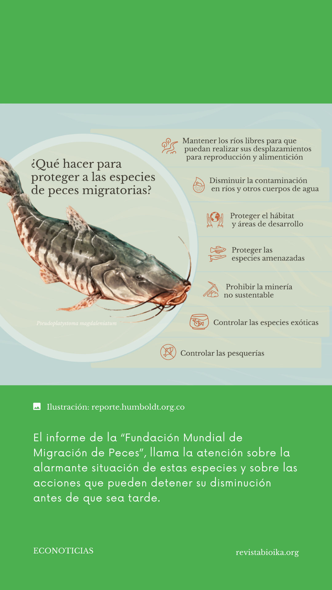 Alarmante disminución global de peces migradores en los últimos 50 años