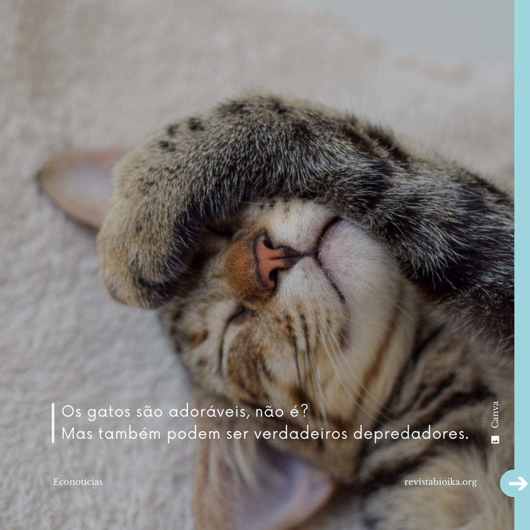Post instagram Econotícias de Gatos