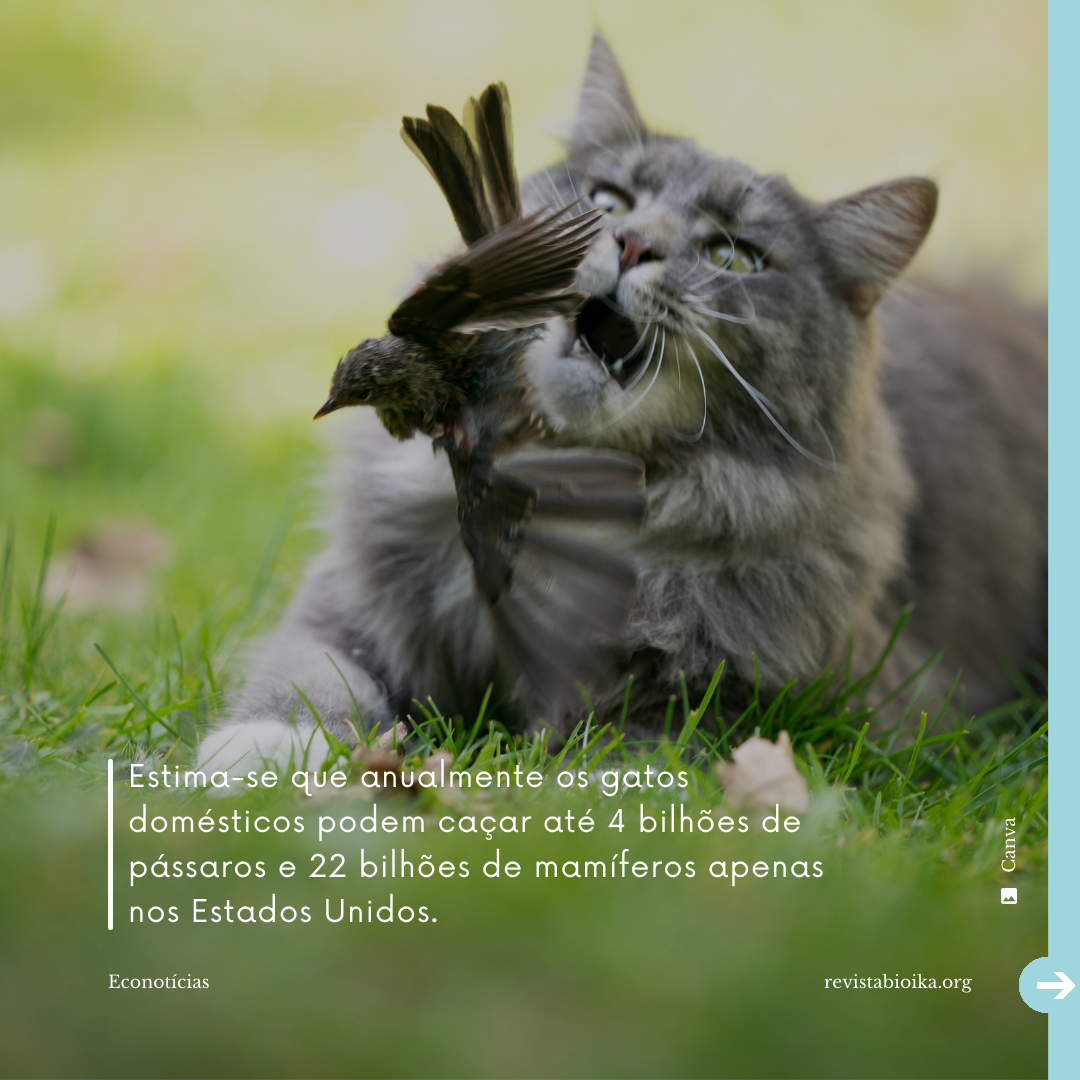 Post instagram Econotícias de Gatos