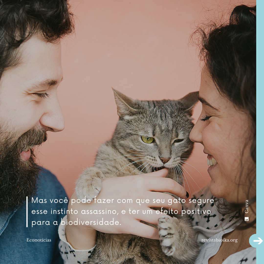 Post instagram Econotícias de Gatos