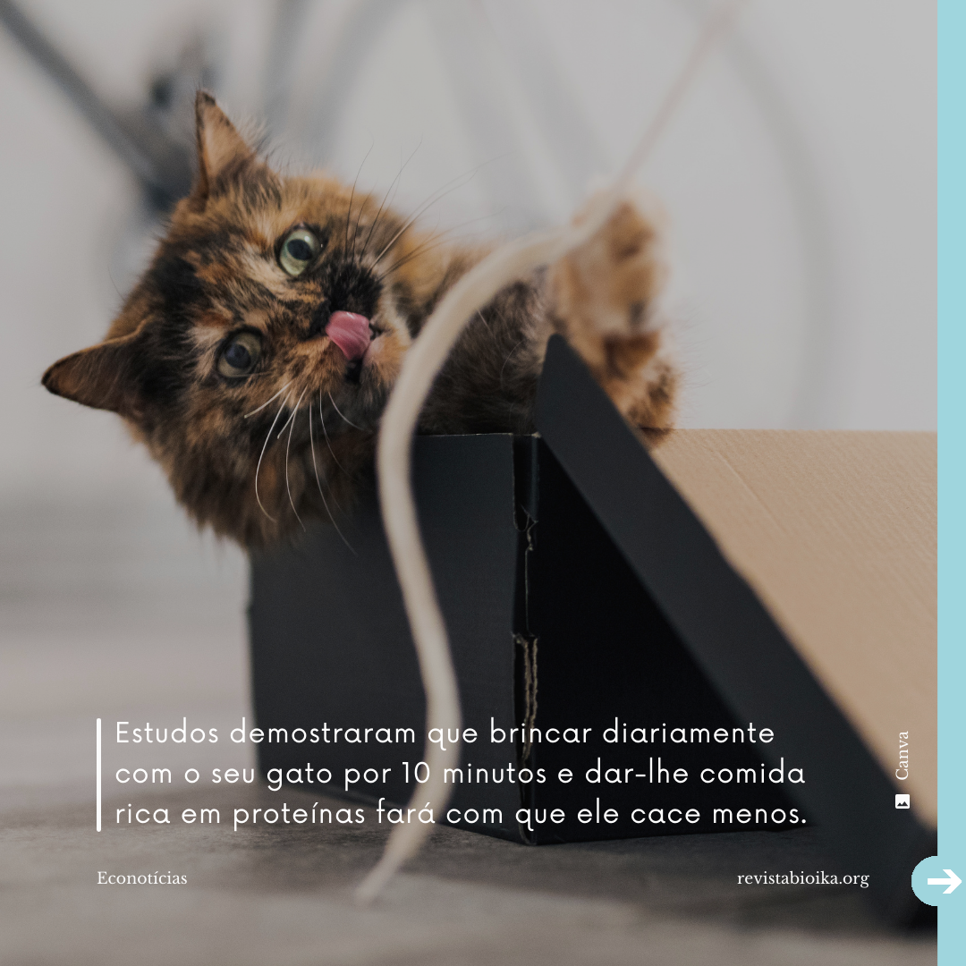 Post instagram Econotícias de Gatos