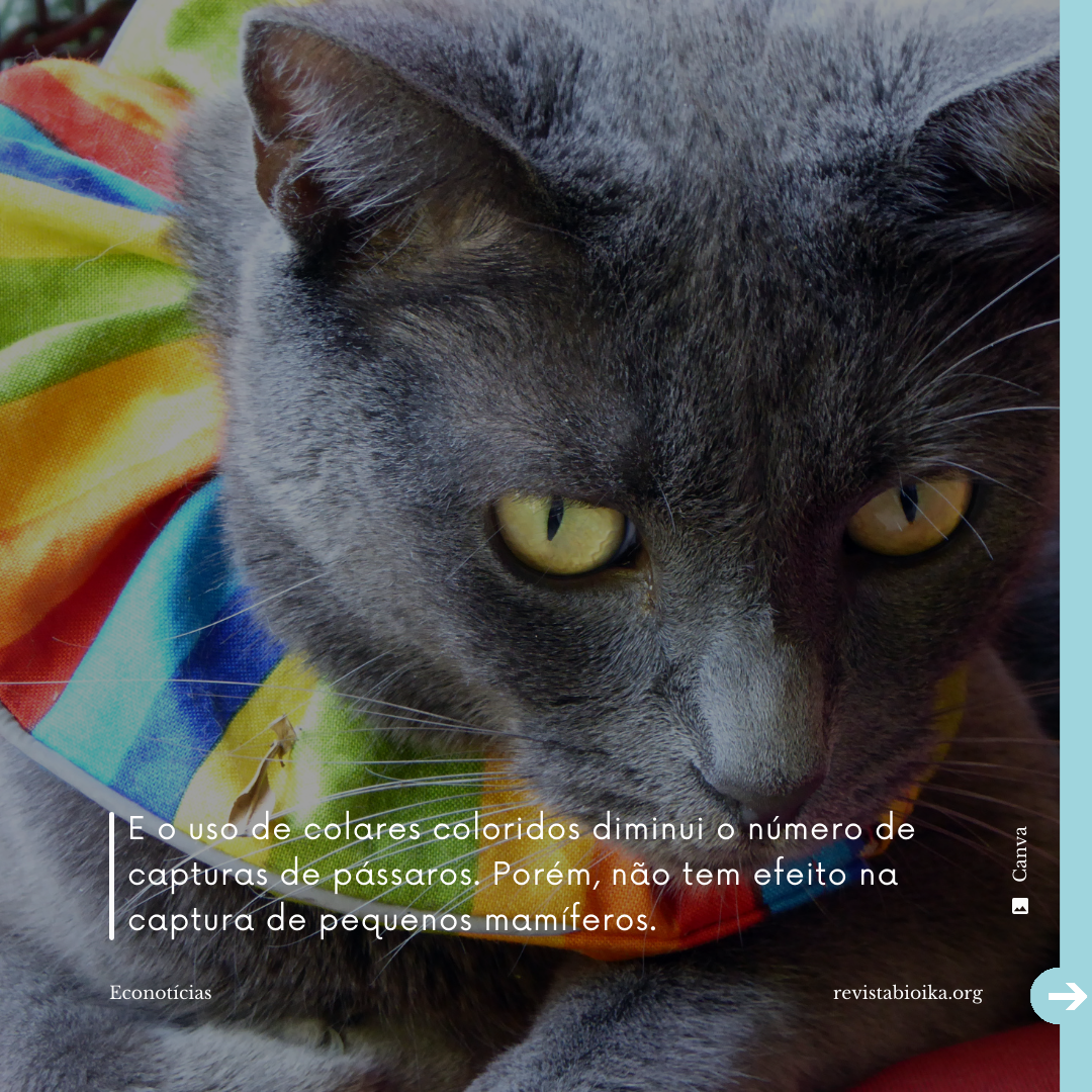 Post instagram Econotícias de Gatos