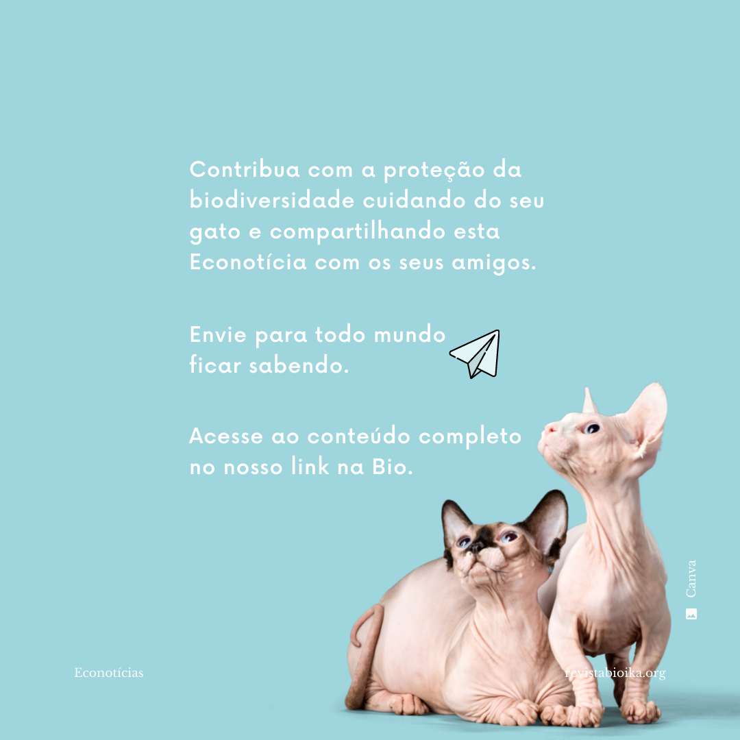 Post instagram Econotícias de Gatos