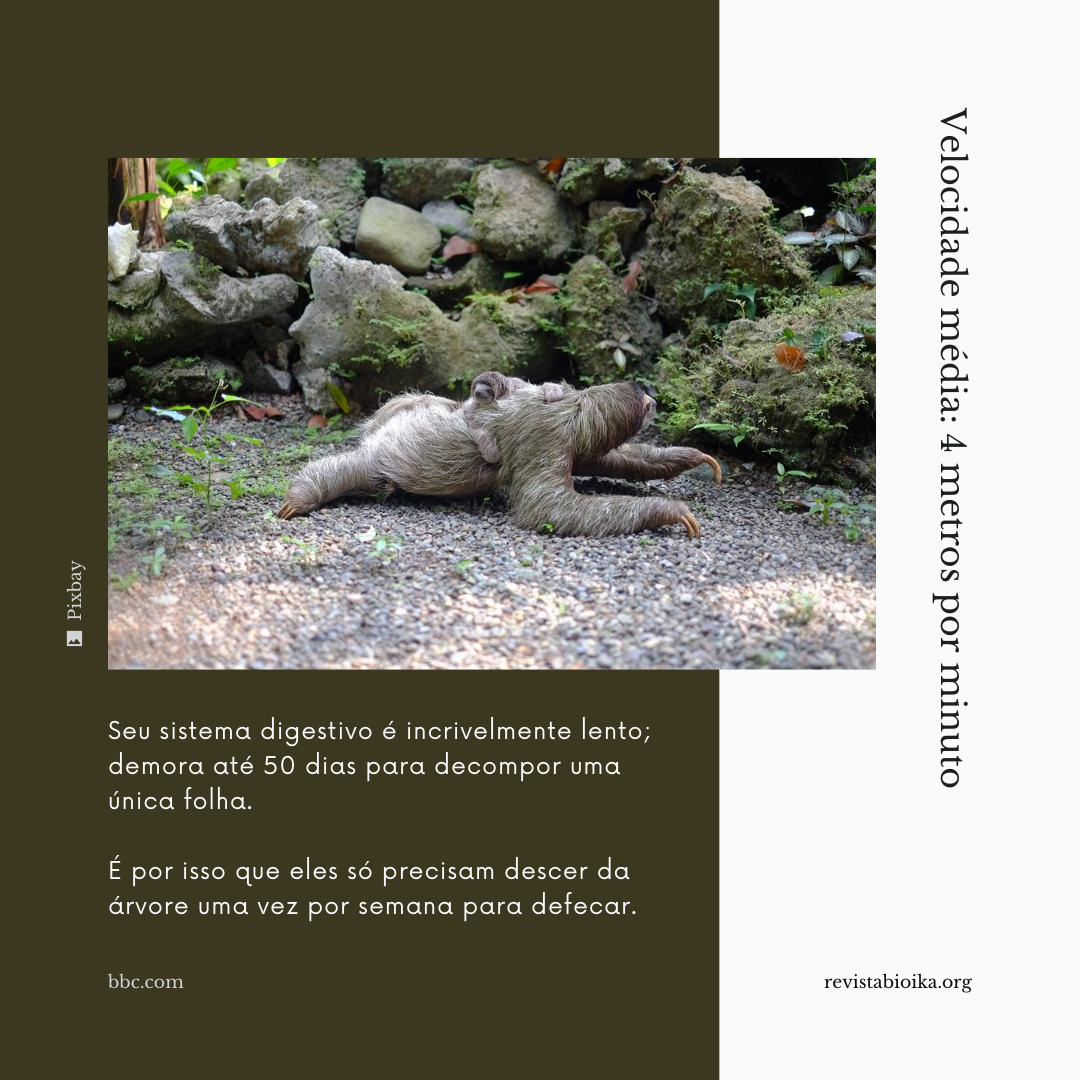 Cápsula Natural: Perezoso (parte 3 - portugués) Cápsula Natural: Perezoso (parte 3 - portugués)