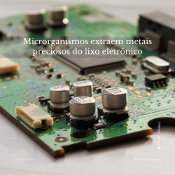 Microrganismos extraem metais preciosos do lixo eletrônico (PT)