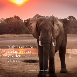 ¿Sabías que los elefantes rara vez tienen cáncer? ES
