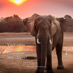 Você sabia que elefantes raramente têm câncer? PT