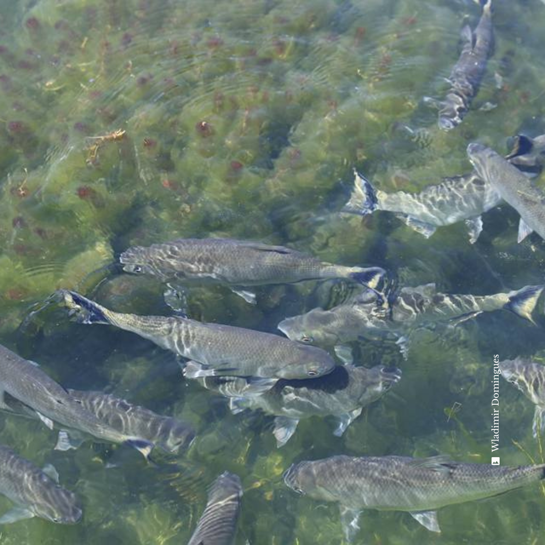 Cardume de peixes do Pantanal, Brasil