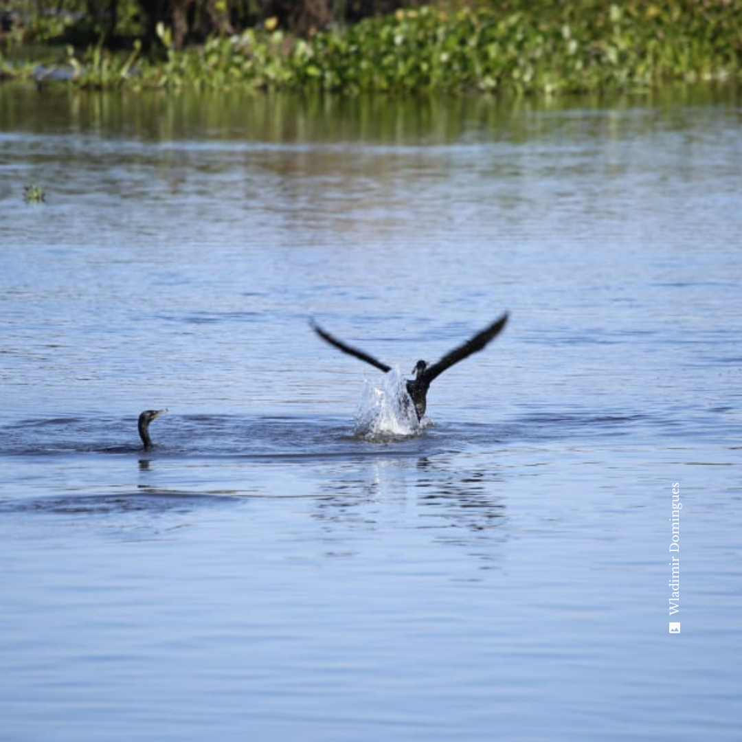 Aves Pantanal Brasil