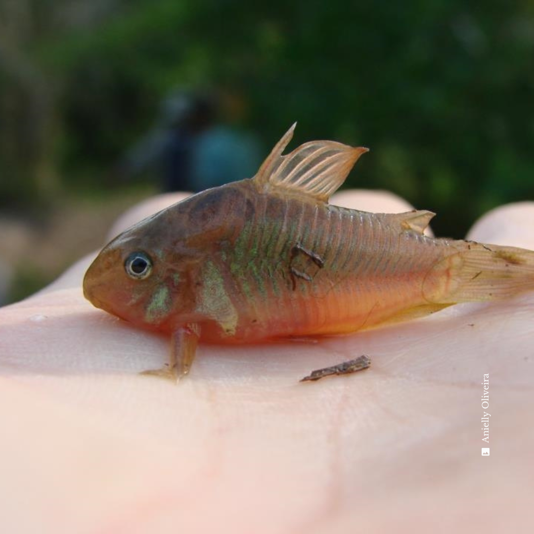 Corydoras aeneus