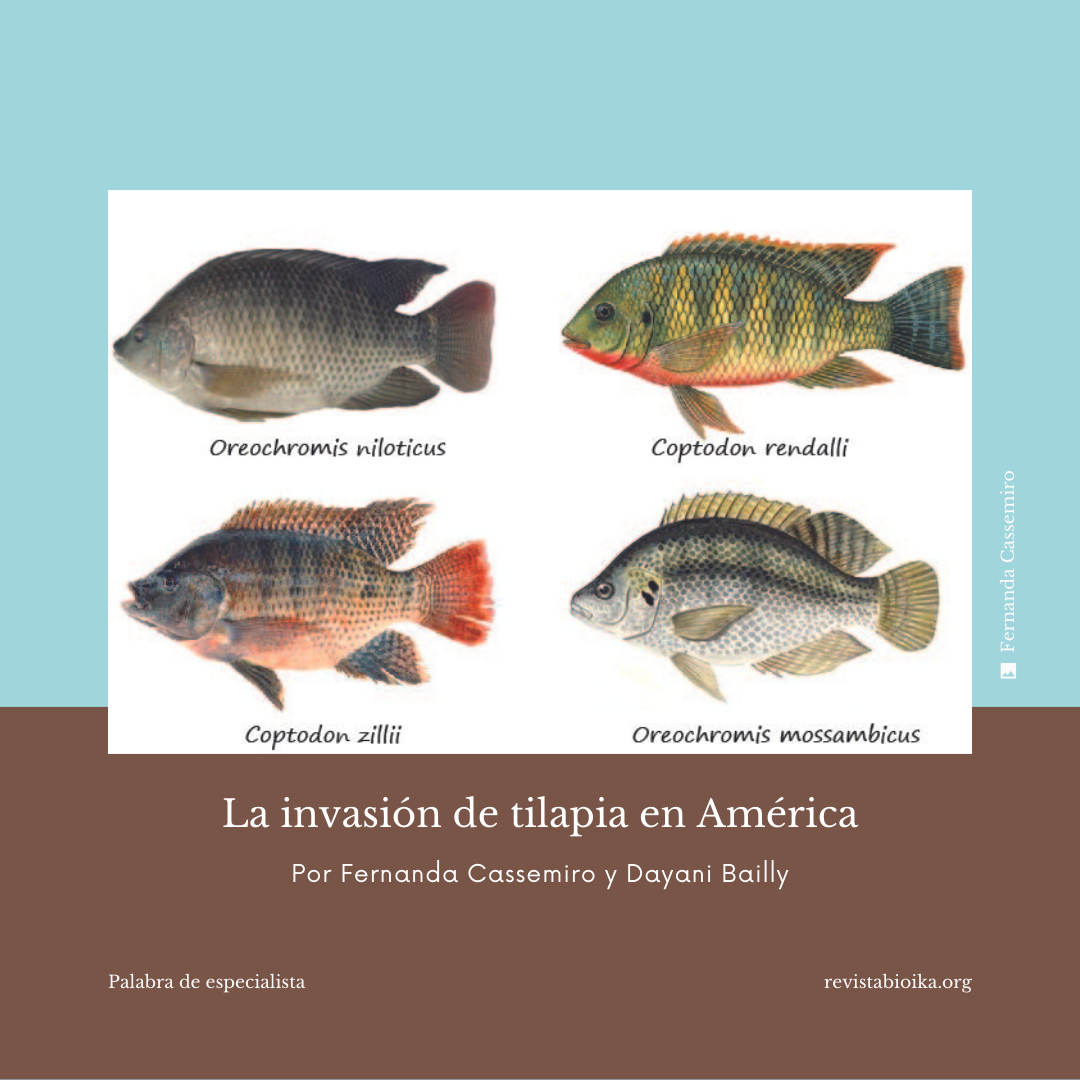 Post 1: La invasión de tilapia en América