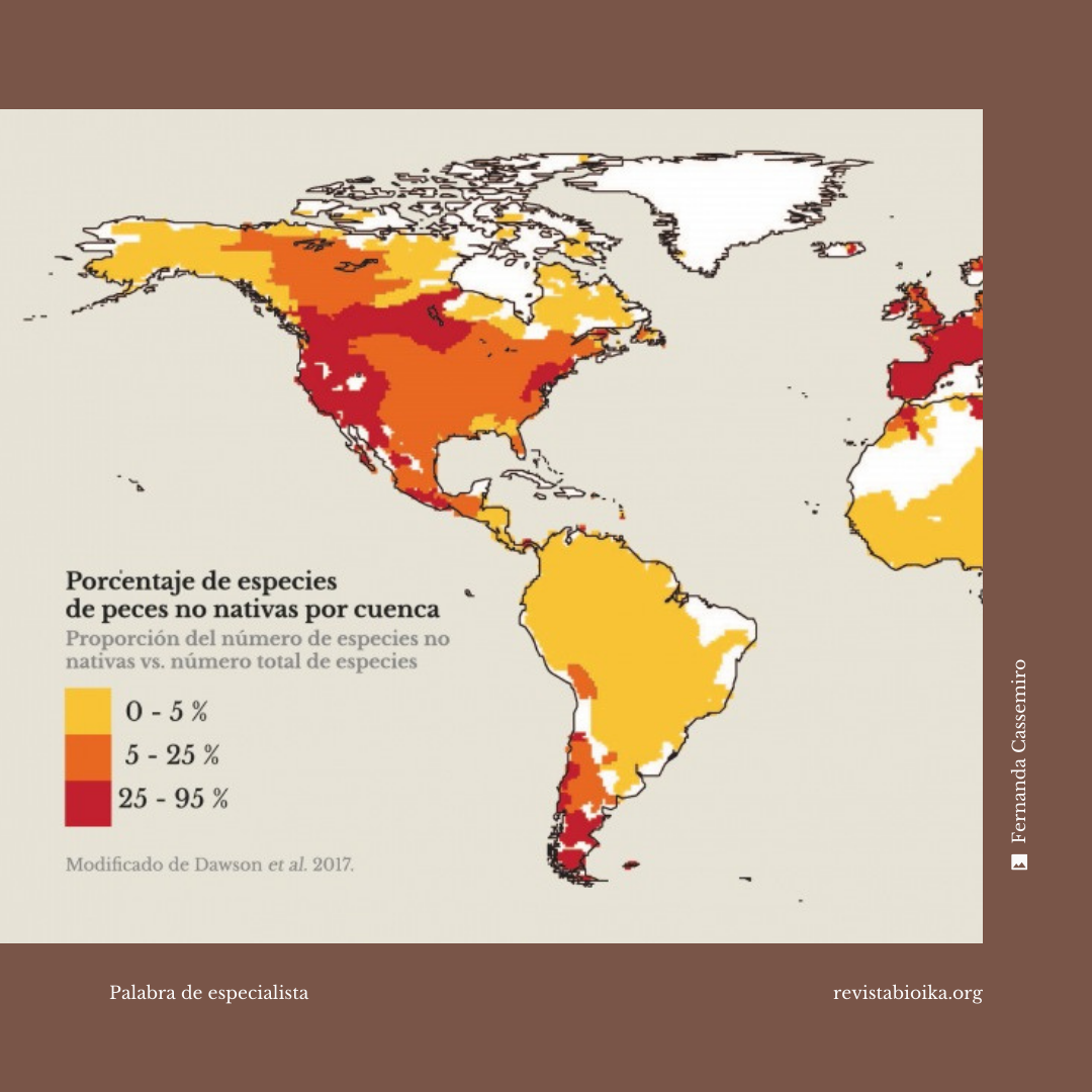 Post 12: La invasión de tilapia en América
