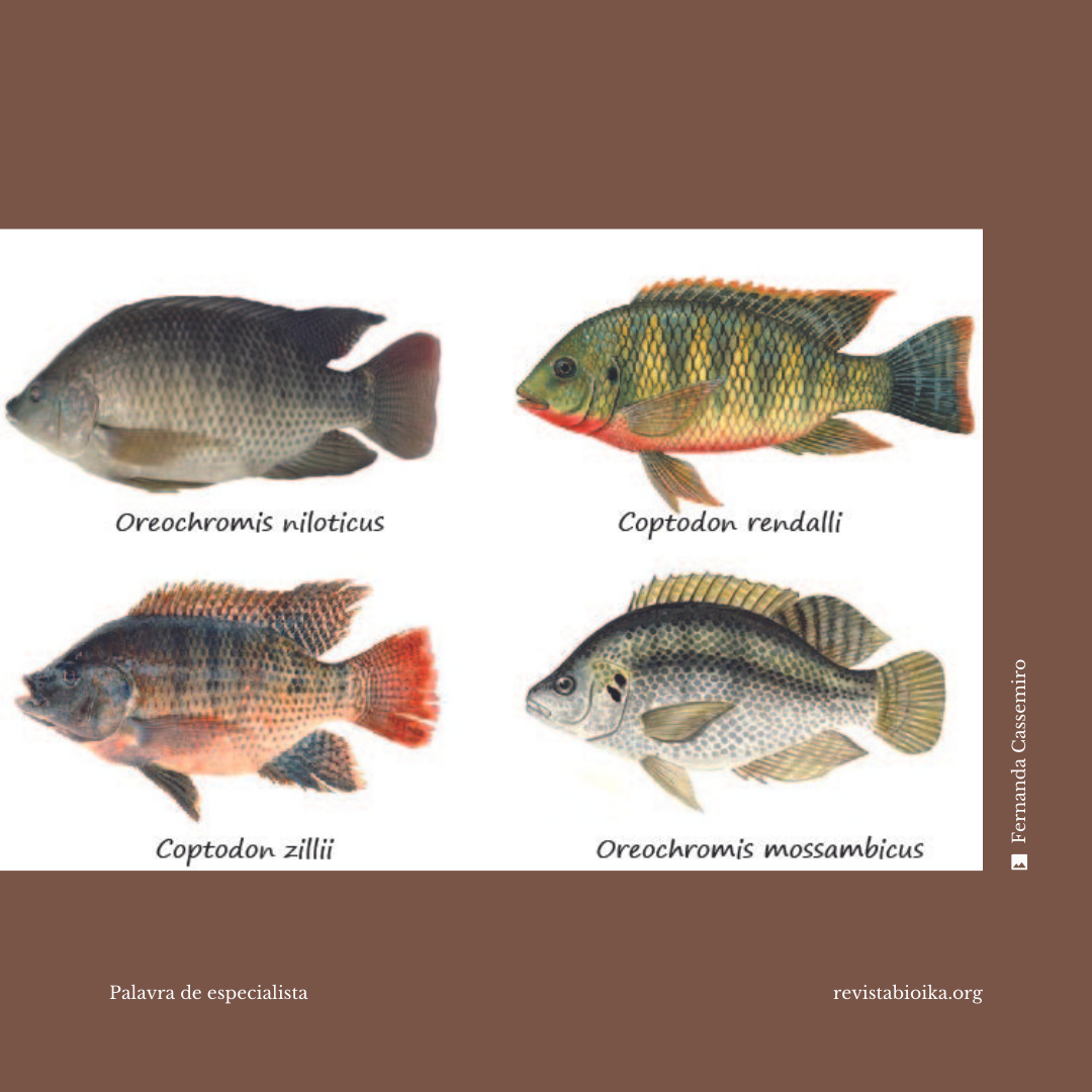 Post 1: La invasión de tilapia en América