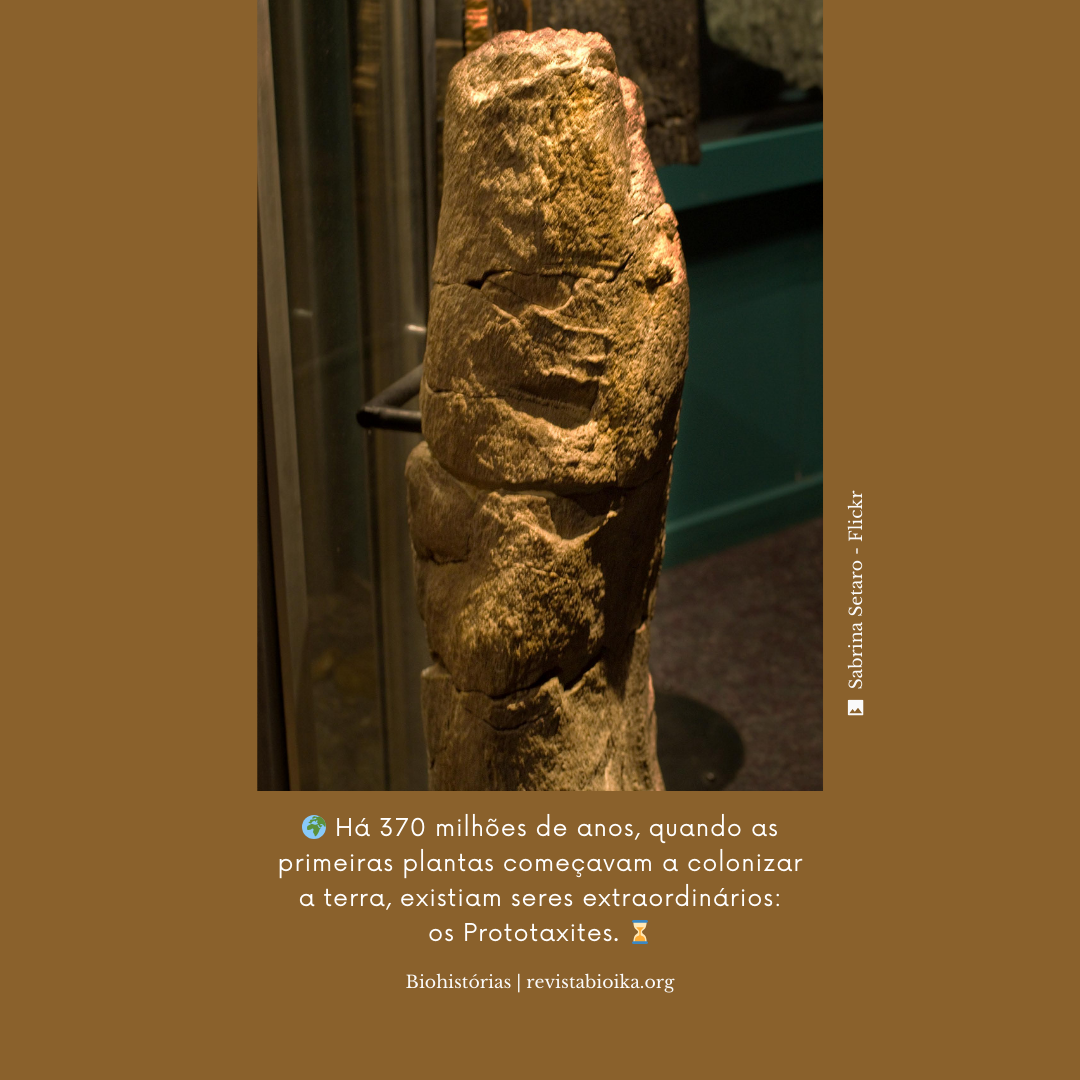 Prototaxites Prototaxites