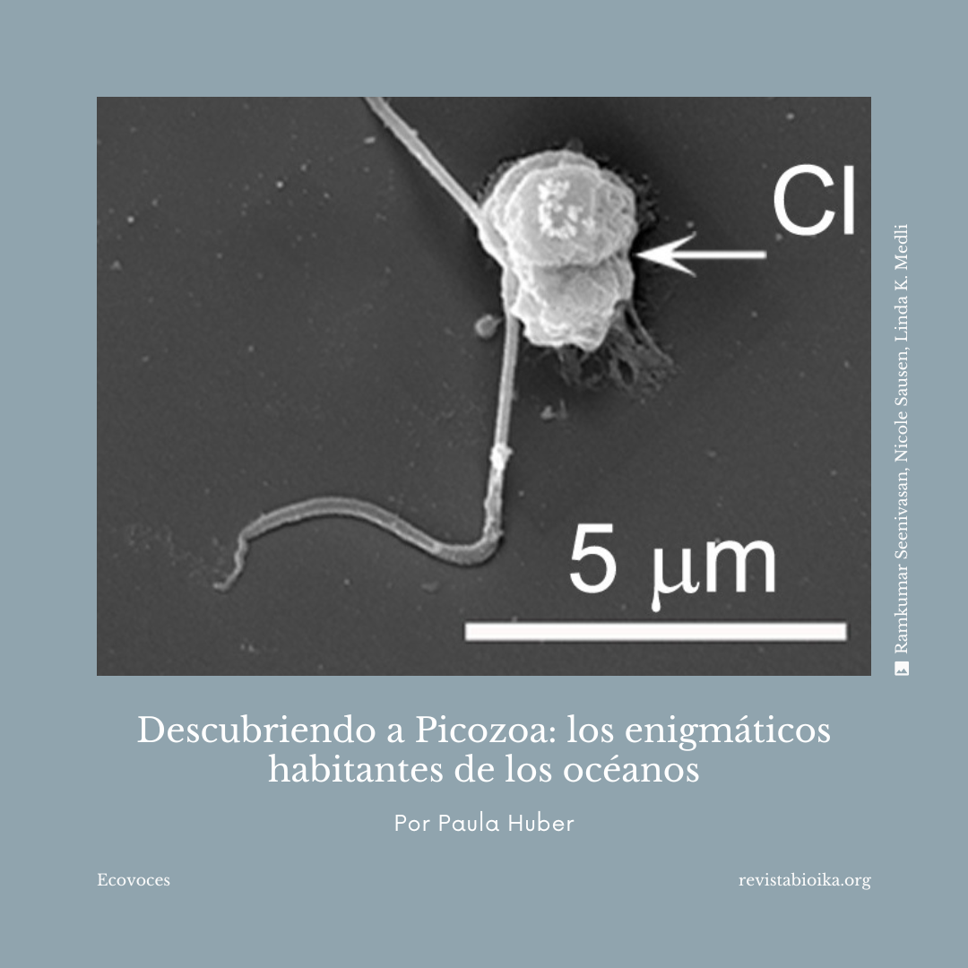 Picozoa Picozoa