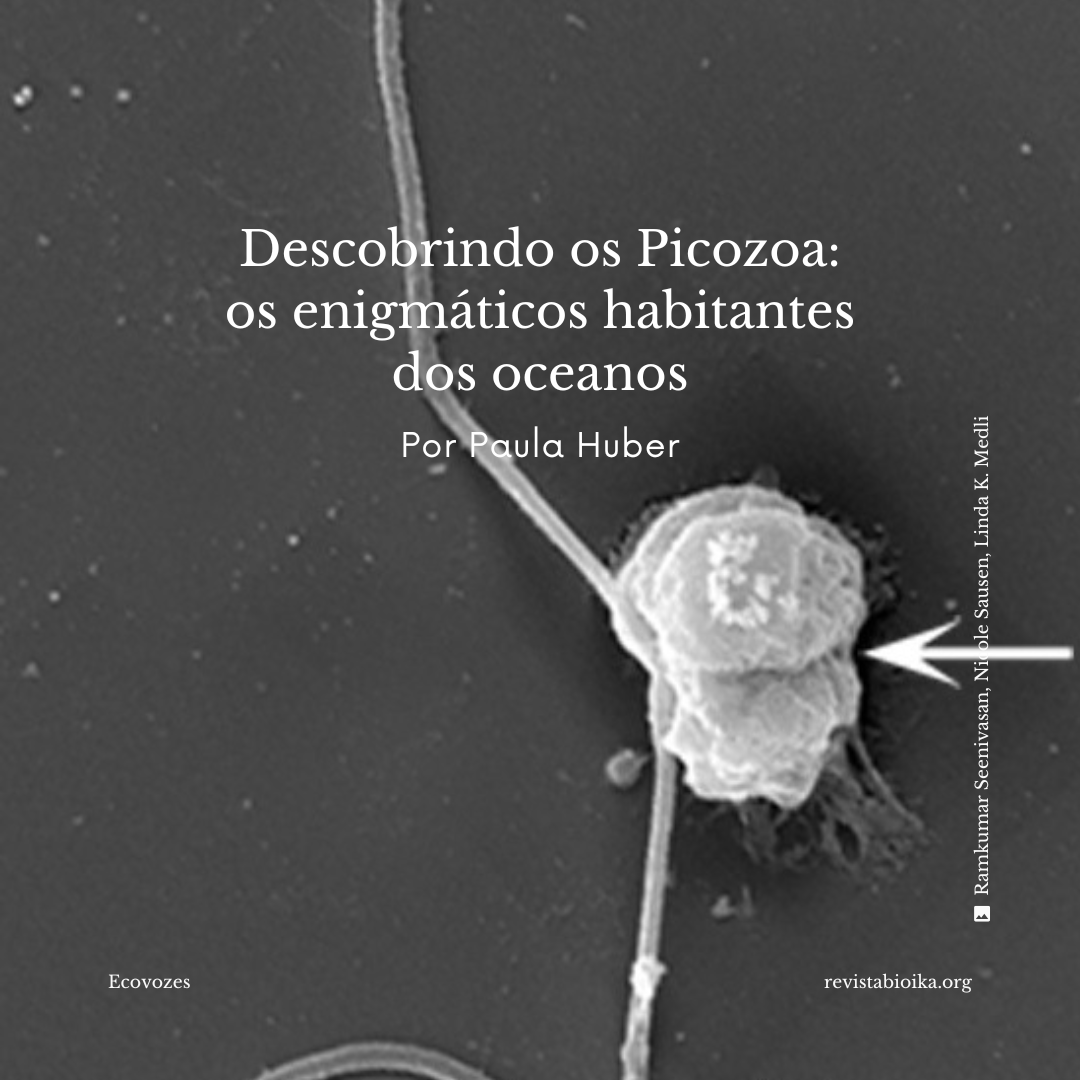 Picozoa Picozoa