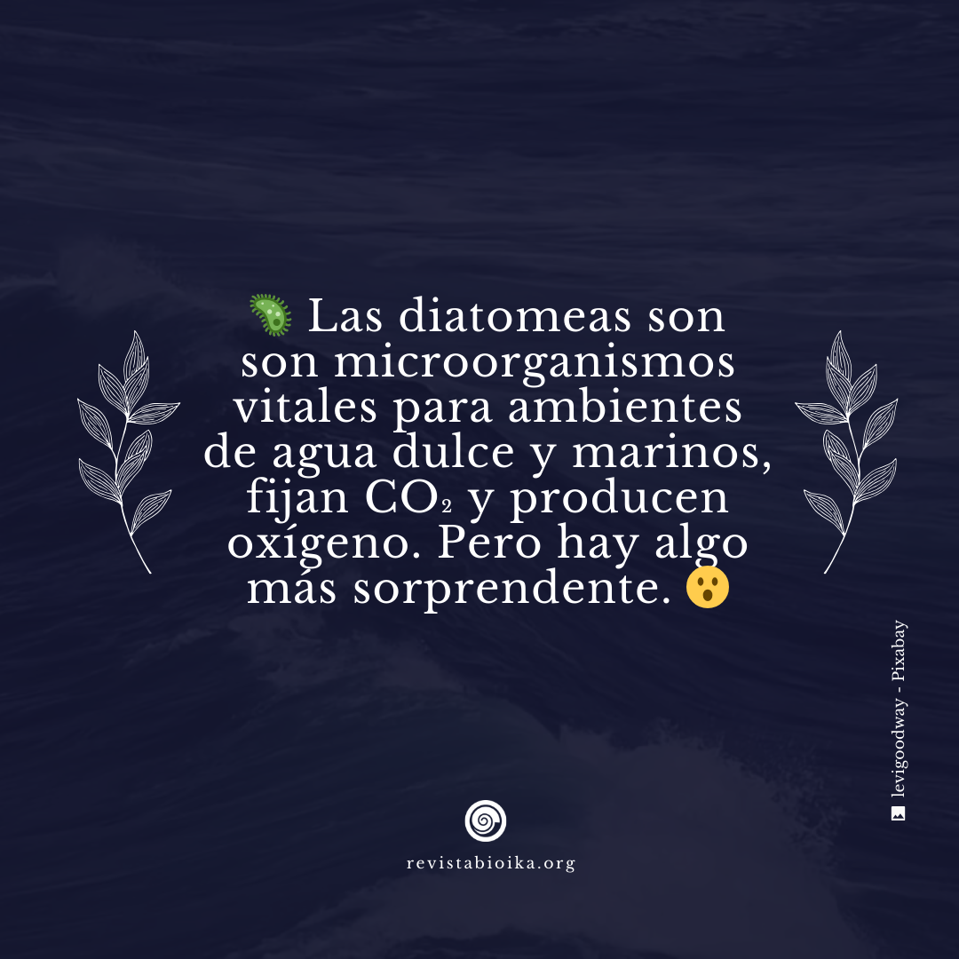 Biohistoria: Diatomeas en el hielo Biohistoria: Diatomeas en el hielo
