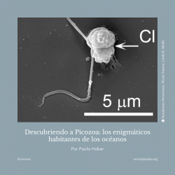 Picozoa