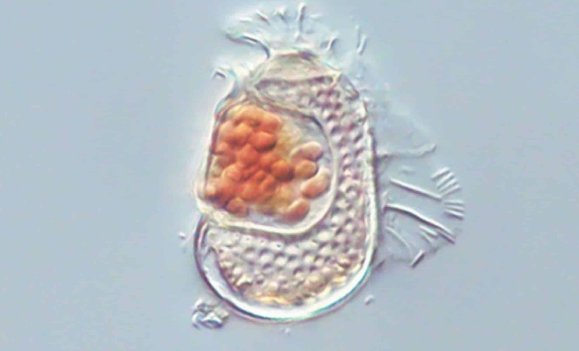 Citharistes regius Citharistes regius