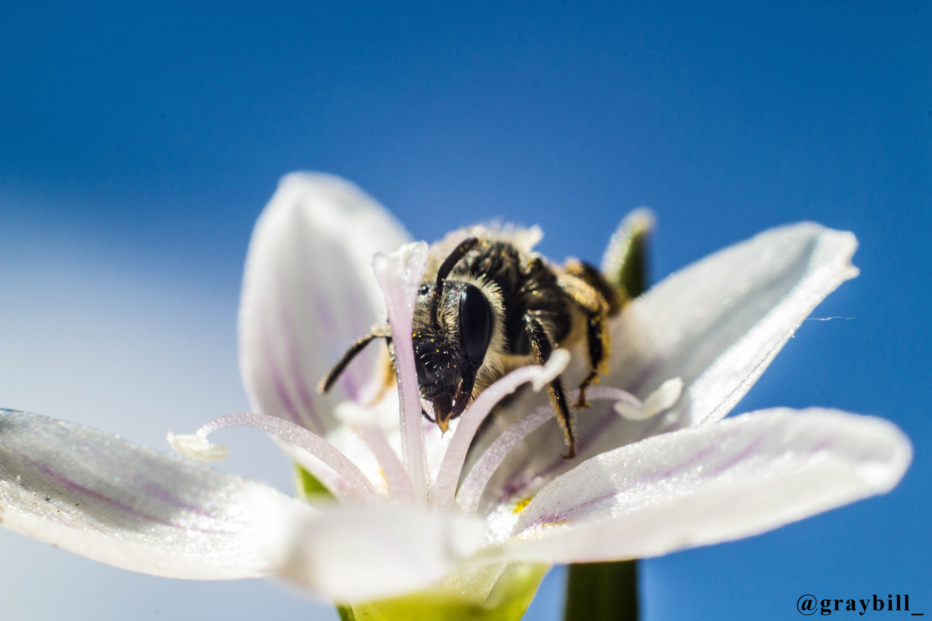 Abeja recolectando polen en una flor blanca Abeja recolectando polen en una flor blanca