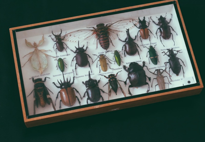 Caixa entomológica de besouros