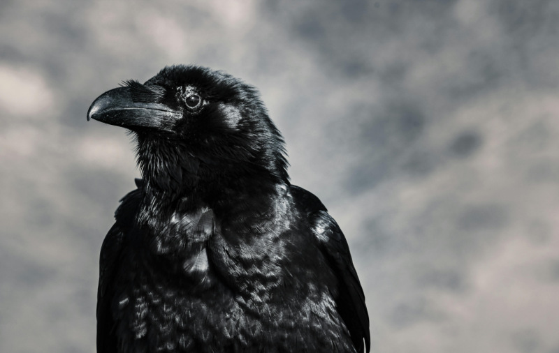 Ejemplar de Corvus corone o cuervo carrión.
