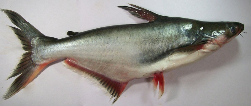 Pez basa, panga o pangasius (Pangasianodon hypophthalmus), especie introducida ilegalmente en Colombia y protagonista de la discusión entre la academia e institutos de investigación y el sector productivo.
