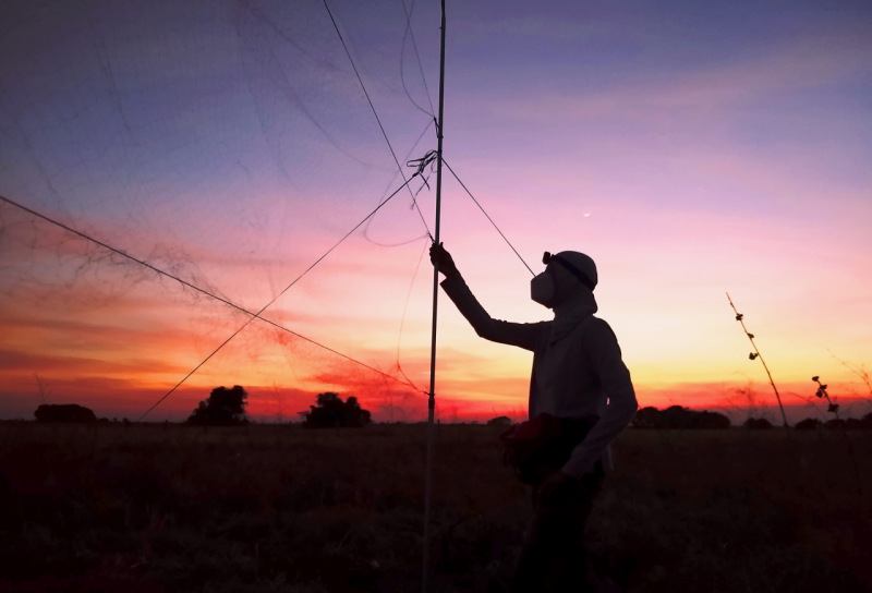 Investigadora instalando redes de niebla para la captura de murciélagos