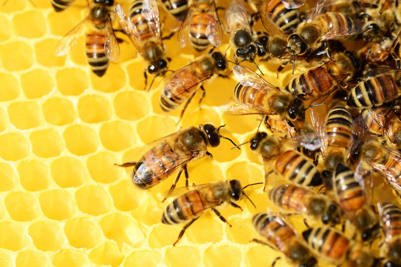 Abejas en colmena