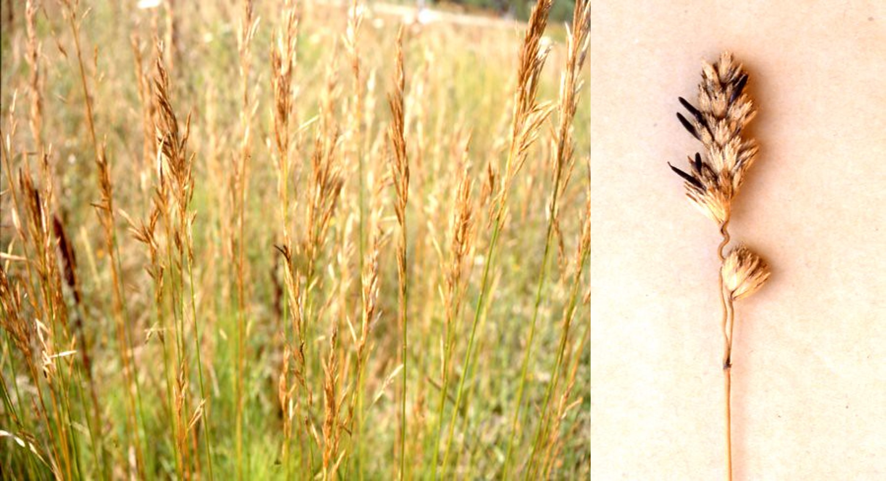 Claviceps purpurea Claviceps purpurea