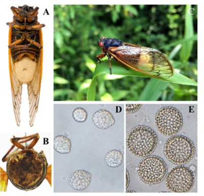 Massospora cicadina infectando una cigarra 